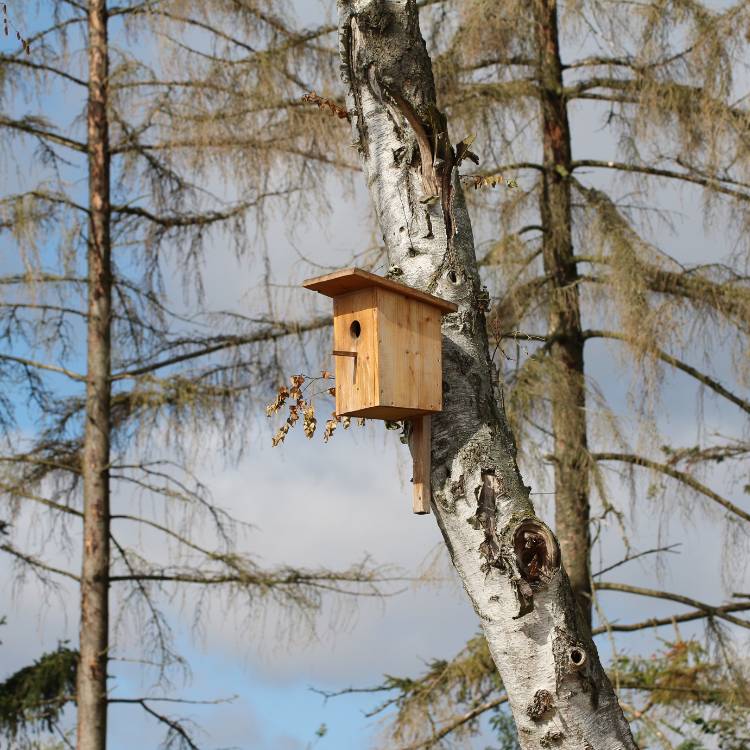 Bird Box in Tree